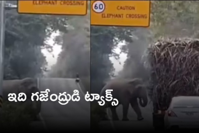 Elephant stops truck on highway to grab some sugarcane in viral video Toll tax collector says Twitter