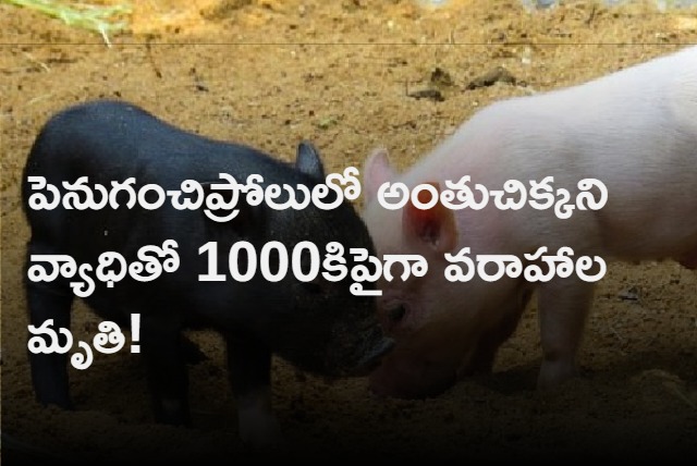 Over 1000 pigs died in penuganchiprolu last 15 days