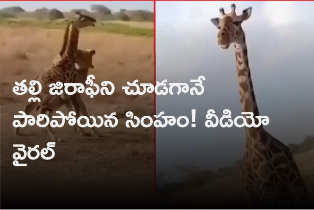 Viral Video Shows Mother Giraffe Saving Its Baby From Lioness