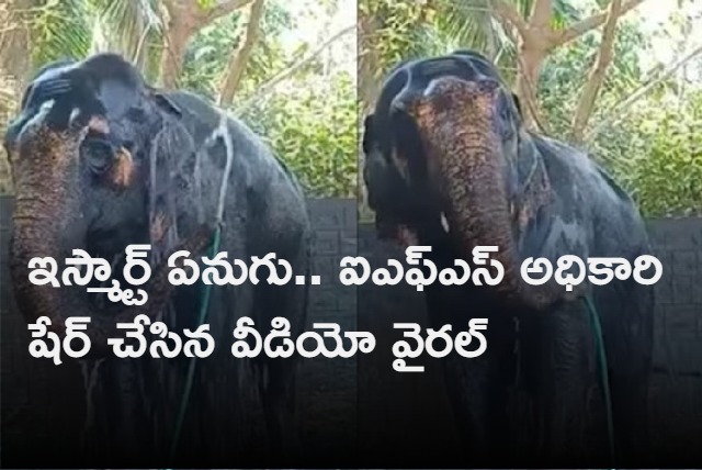 Video of Elephant taking bath using a pipe goes viral on social media