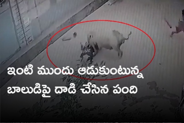 Pig attacks kid playing outside house in Maharashtra 