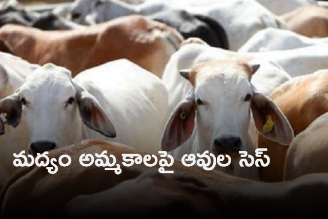 Himachal Pradesh govt imposing cow cess