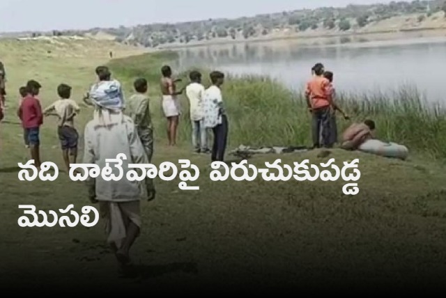 Attacked by crocodile 8 Kaila Devi devotees swept away in Chambal river in Madhya Pradesh