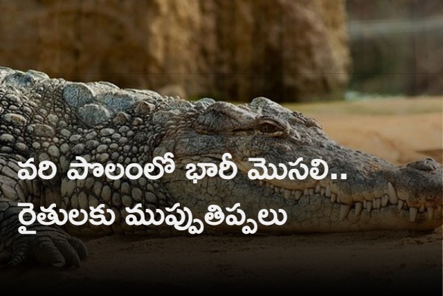 Huge Crocodile in Paddy Farm In Wanaparthy District