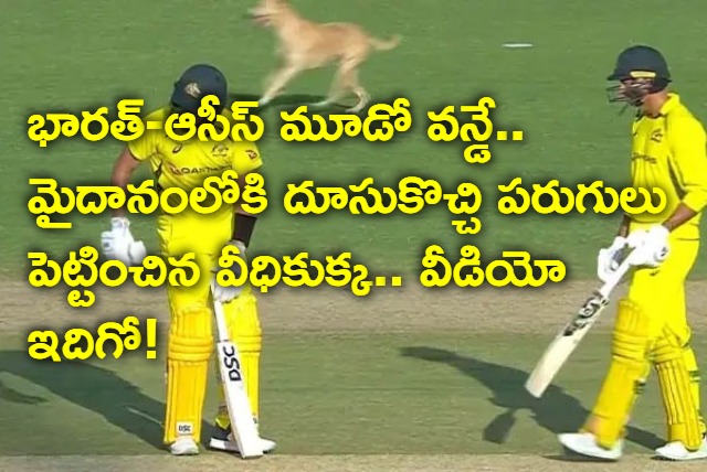 Stray Dog Halts India vs Australia Match For A While