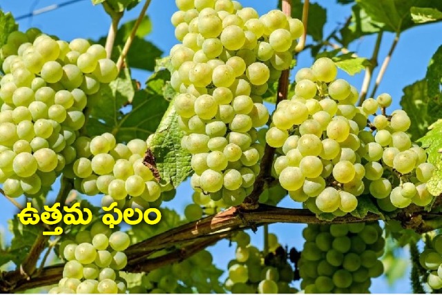 Grapes are the best fruit as per Ayurveda here are its benefits