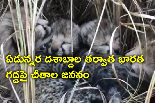 After seven and half decades Cheetahs born on Indian soil 