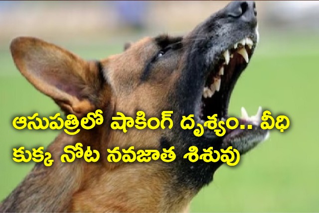 Newborn dies after dog bites drags it around govt hospital in Karnatakas Shivamogga