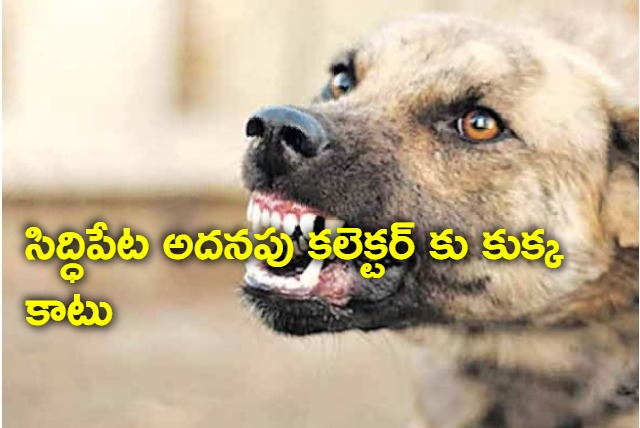 street dog attacked on siddipet additional collector