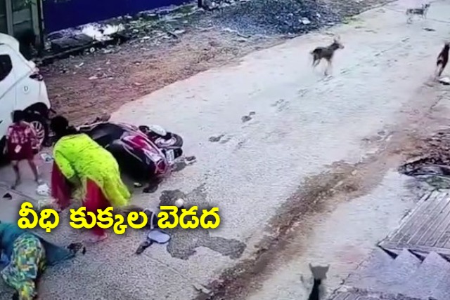 Chased by stray dogs woman rams scooter into car in Odisha