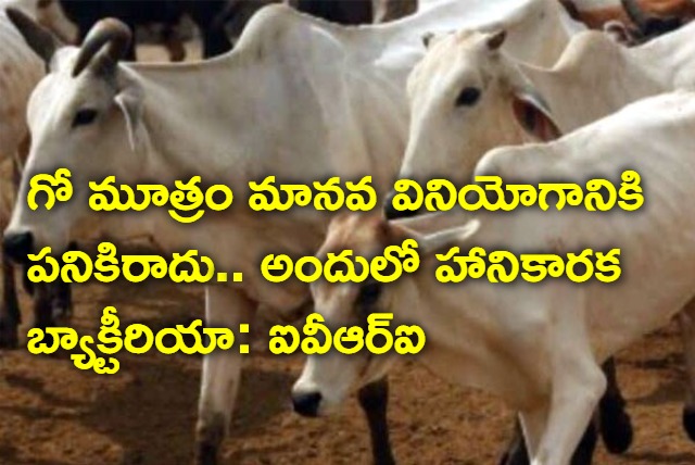 Cow urine unfit for human consumption Says IVRI Study