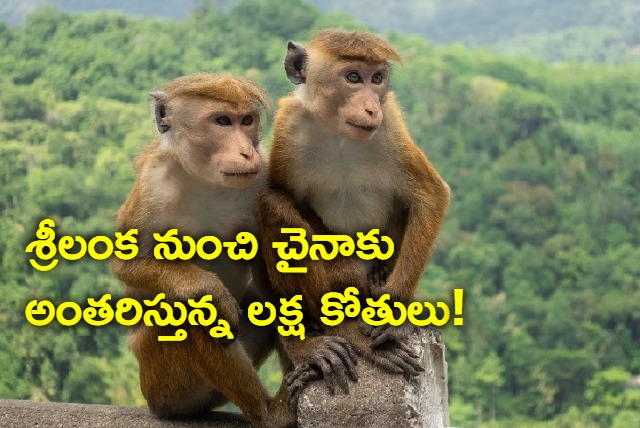 Sri Lanka Considers Exporting 1 lakh  Endangered Monkeys To China