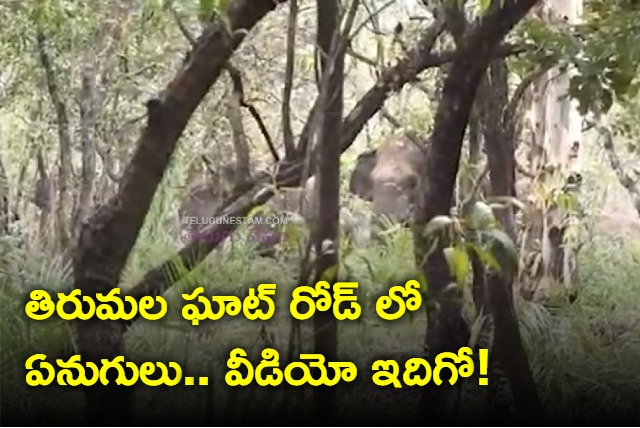 Srivari devotees worry about Elephants hulchul on Tirumala ghat road