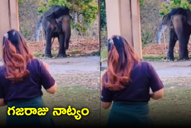 The internet is concerned about this video of an elephant imitating girl dance steps