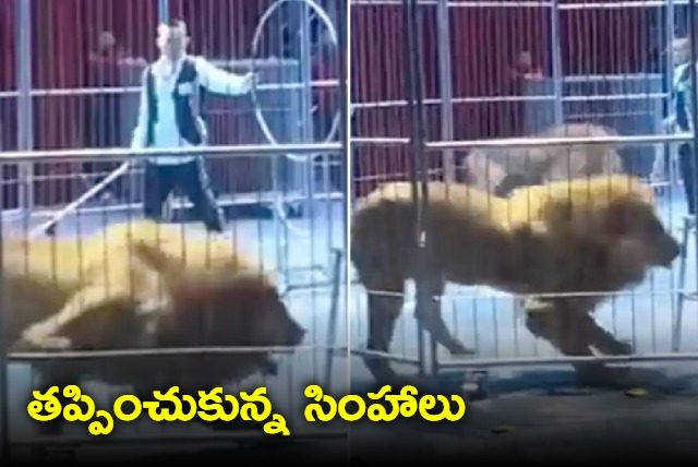 Lions escape from circus enclosure during a show in China spark panic