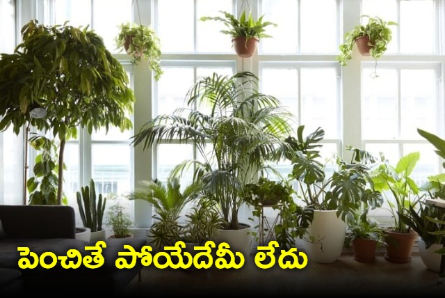 Did You Know Of These 5 Surprising Health Benefits Of Houseplants