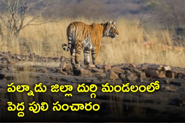 Tiger rage at Durgi mandal in Palnadu district 