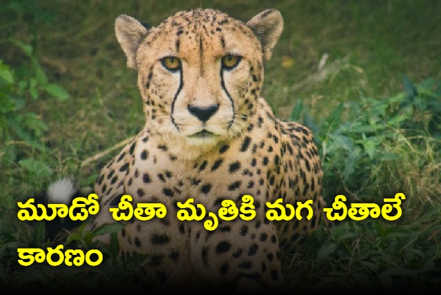  Third Cheetah Dies in Kuno National Park