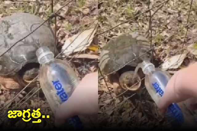 Turtle attacks woman while she feeds water to it