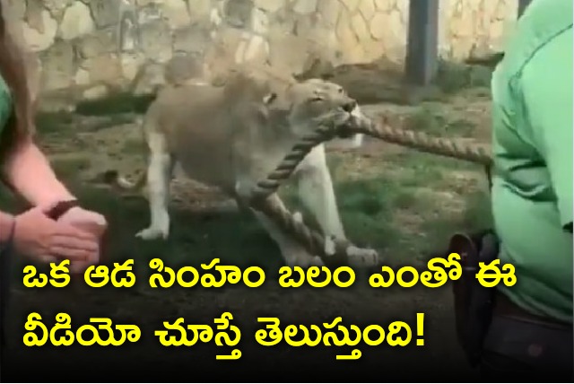 This video showcases the strength of a lioness 