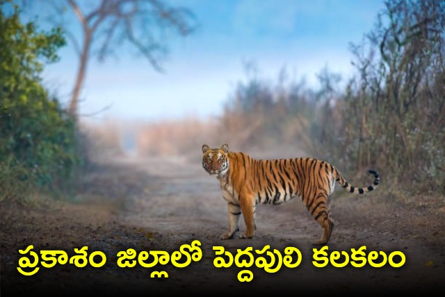 Tiger spotted in Prakasam district 