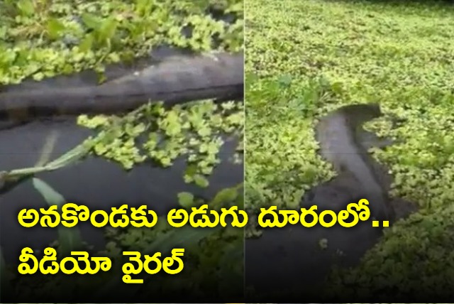 a giant snake like anaconda came out from the side of the boat video gone viral