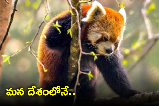 Kiren Rijiju post about red pandas found in Arunachal Pradesh has a deep message vedio