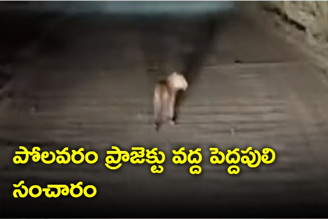 Tiger at Polavaram project