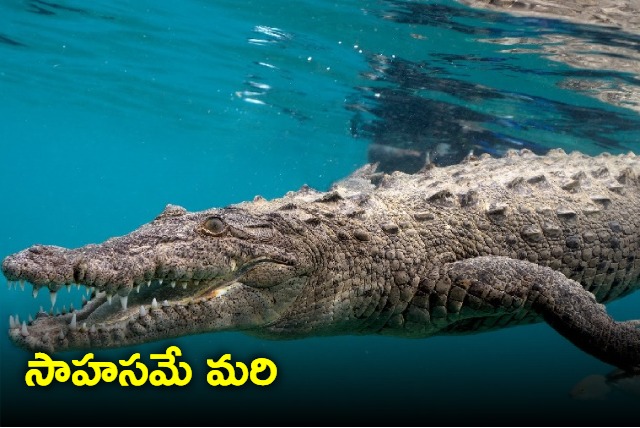 Boat passes through a sea of reptiles Watch terrifying video