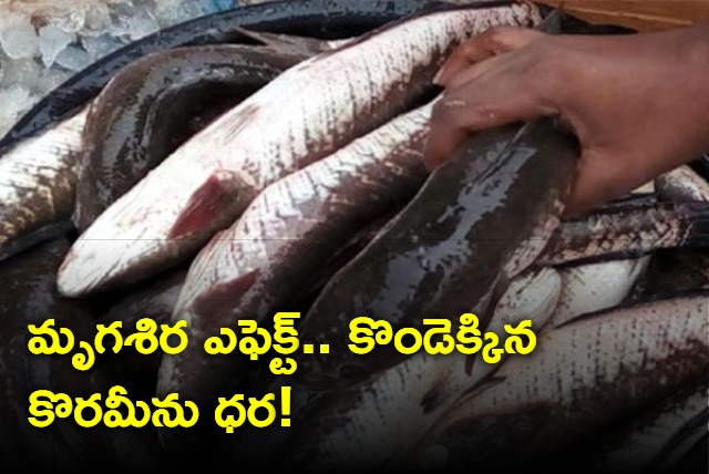 Fish Rates High In Hyderabad In The Eve Of Mrigasira Karthe