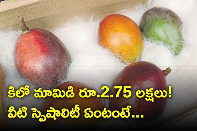 worlds most expensive mango showcased in silguri market westbengal