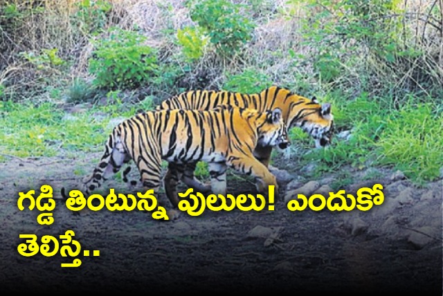 Tigers eat grass in maharashtra for indigetion