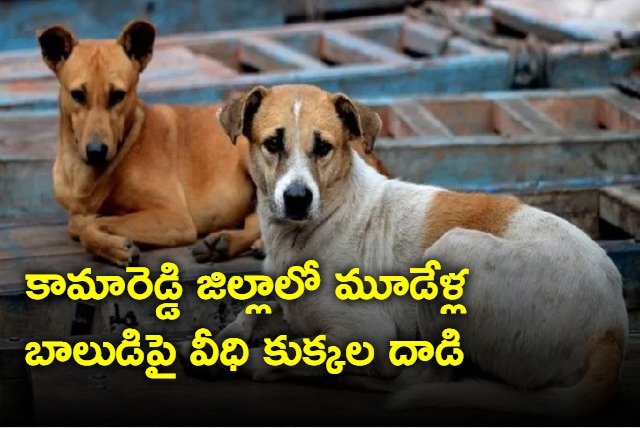 A three year old boy was attacked by stray dogs in Gandhari mandal of Kamareddy district