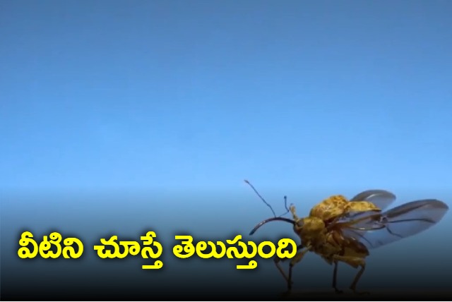 Not just aircrafts insects too have pre flight preparations Anand Mahindra Monday Motivation video