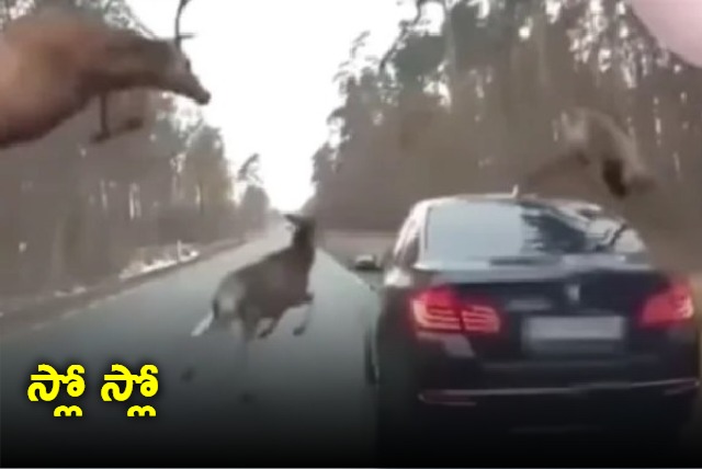 Herd Of Deer Stampede Across The Road Jump Right On Top Of A car