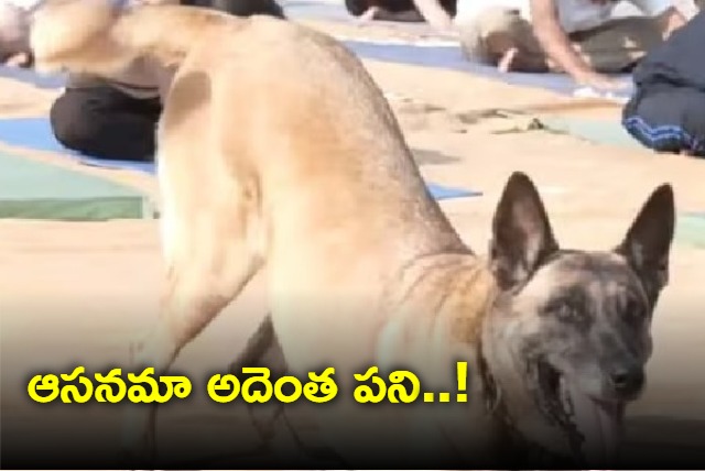 Yoga doggo ITBP canine celebrates International Yoga Day