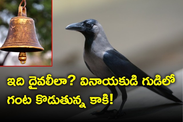 Crow in Tamilnadu ringing bell in temple 