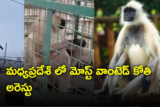 Most Wanted Monkey Captured After 2 weeks 20 Attacks Rs 21000 reward