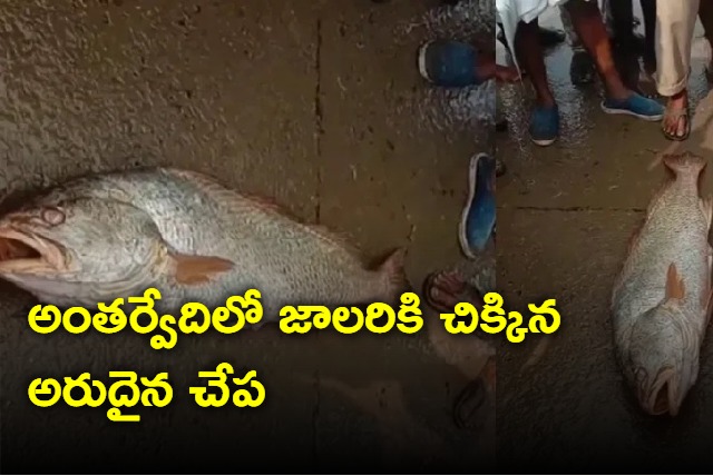 Andhra Pradesh Fisherman Strikes Gold After 4 Kg Kachidi Fish Fetches Rs 16 Thousand