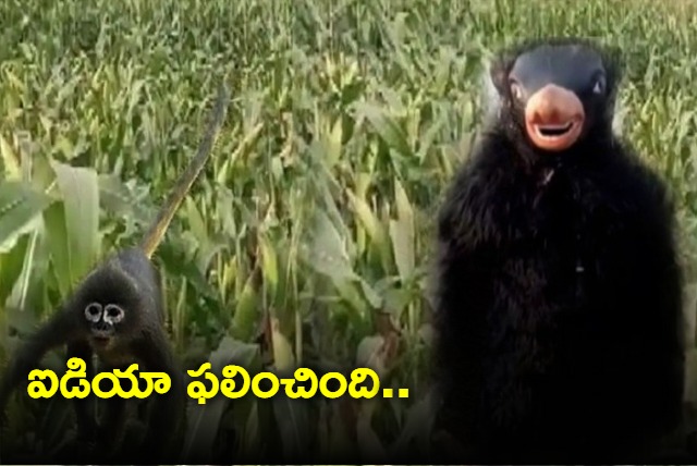 Farmers in UP dress up as bear to protect crops from monkeys