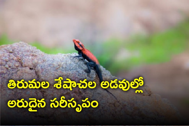 Forest lizard found in Tirumala forest