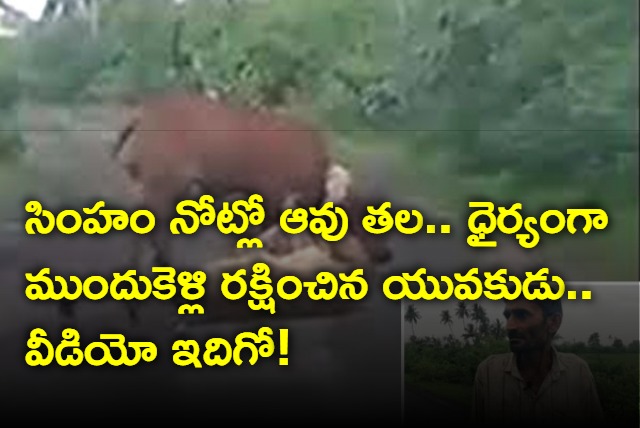 Man saves his cow from horrifying lioness attack in Gujarat 