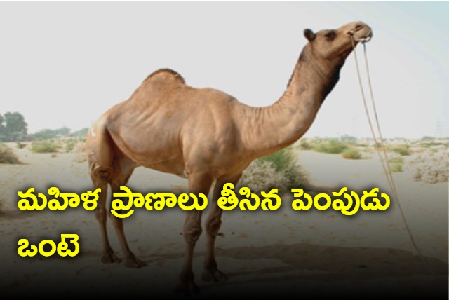 UP woman dies in camel attack 