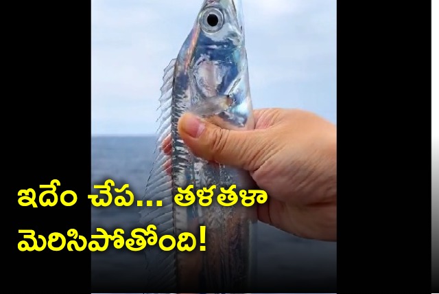 Hairtail fish video went viral on social media 