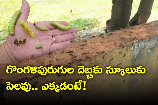 Marrigudem Teachers declared school holiday due to caterpillar infestation