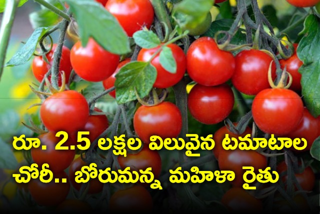  tomatoes worth over Rs 2 lakhs  stolen from Karnataka farmer