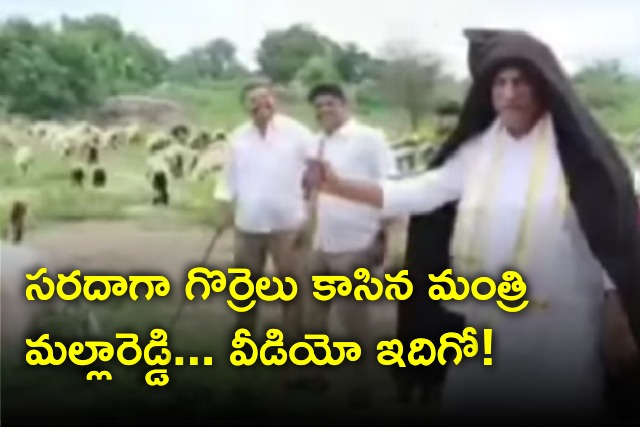 Mallareddy turns as a shepherd  