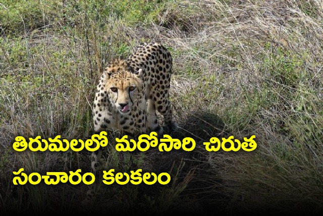 leopard in tirumala ghat at 56 cross