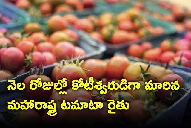 Pune tomato farmer earns over one crore in one month