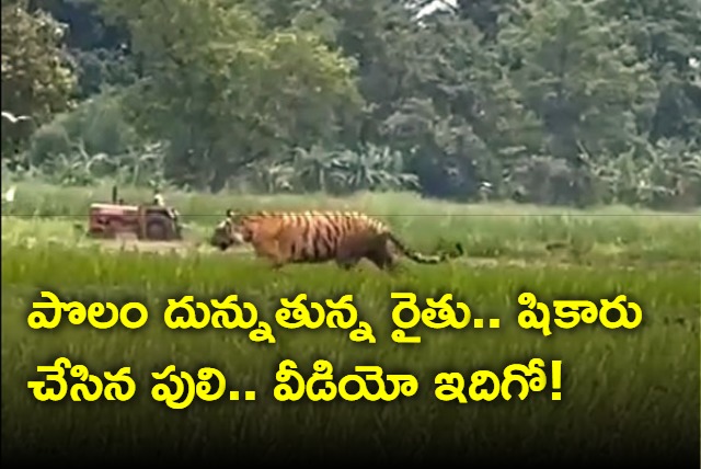 Tiger roaming around fields in UPs Philibhit